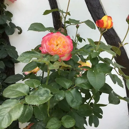 Le Petit Verger 3* Grumesnil